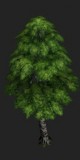 Birch tree - Settlers V